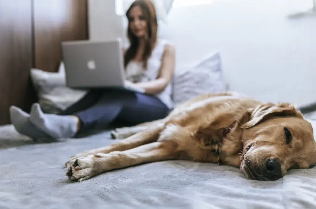 Tech-friendly multifunctional couch bed combo